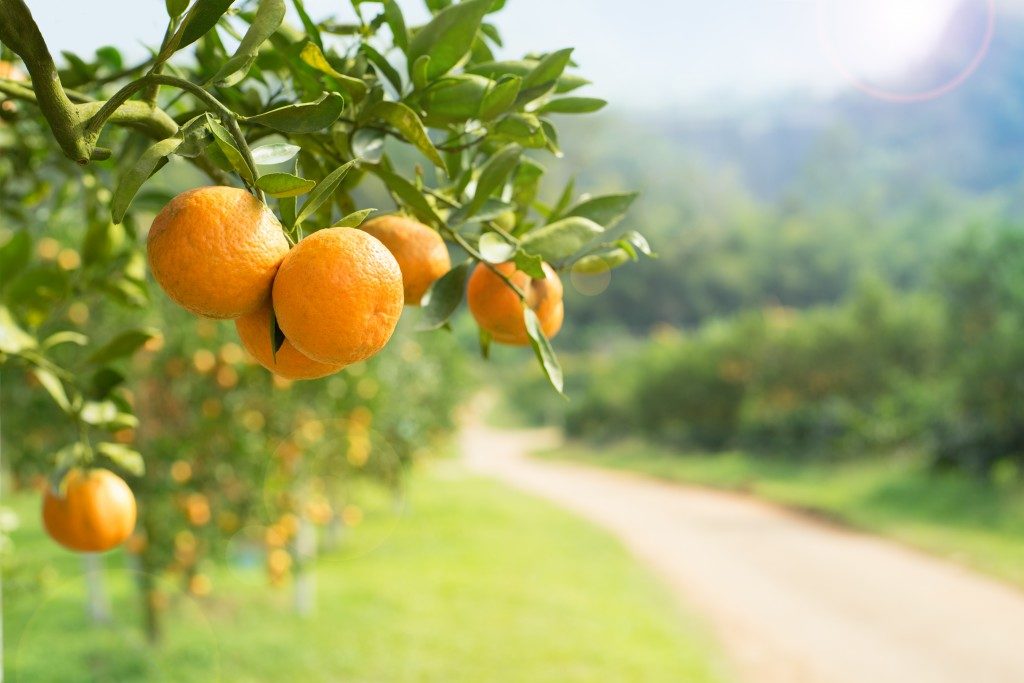 close up shot of oranges in the orchard