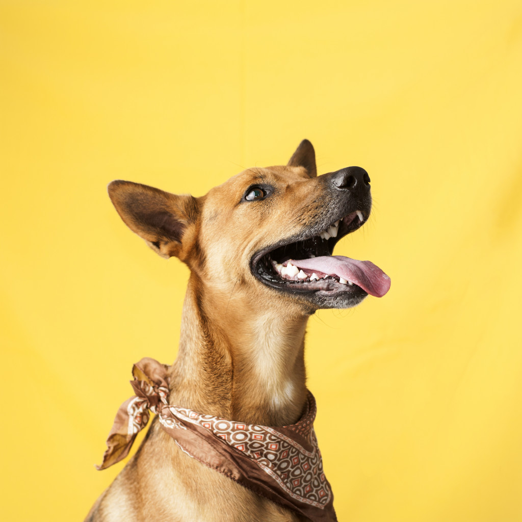 dog wearing personalized scarf